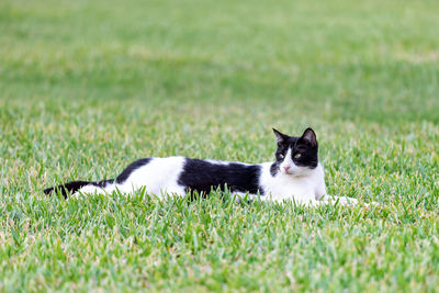 Cat lying on grass