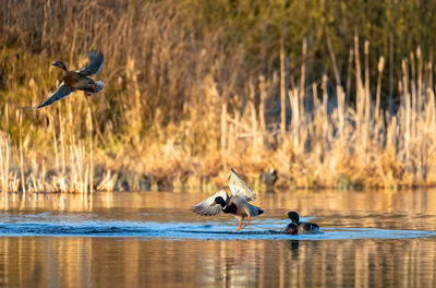 Two birds flying over lake