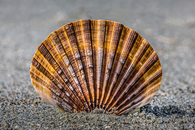 Close-up of seashell at beach
