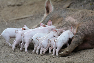 Lion lying in a farm