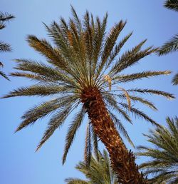 Low angle view of palm tree against clear sky