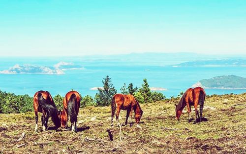 Horses grazing on field