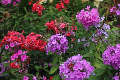 Close-up of purple flowering plants