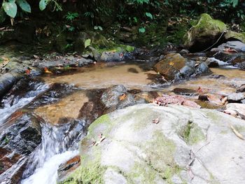 River flowing through rocks in forest