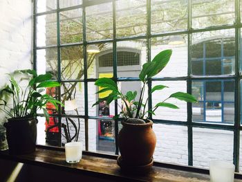 Potted plants on window sill