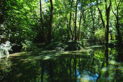 Scenic view of lake in forest