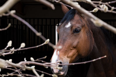 Close-up of horse in stable