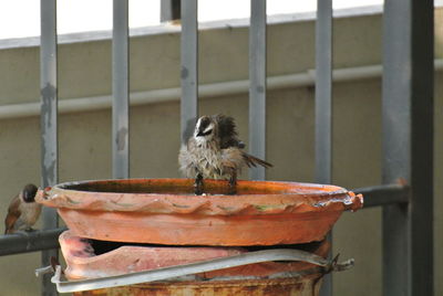 Close-up of bird perching on railing