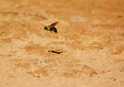 Close-up of ant on the ground