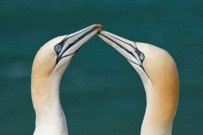 Close-up of gannets