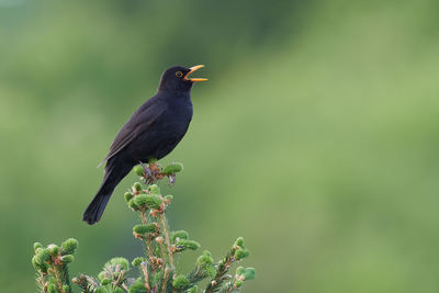 Close-up of bird perching on a plant
