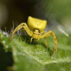 Close-up of insect on leaf