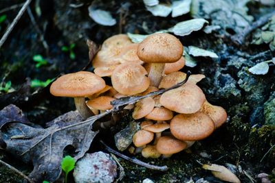 Close-up of mushrooms growing on tree trunk