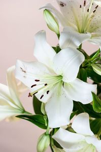 Close-up of white flowers