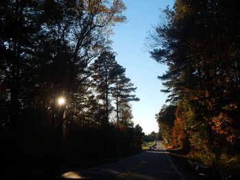 Road along trees