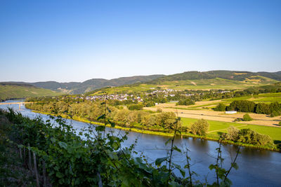 Scenic view on river moselle valley nearby village muelheim with vineyard in foreground