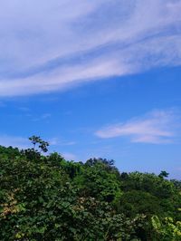 Low angle view of trees against sky