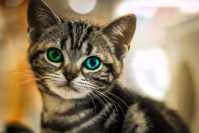 Close-up portrait of kitten