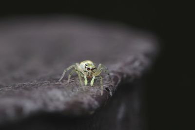 Close-up of spider