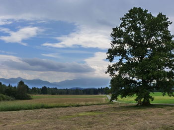 Tree on landscape against sky