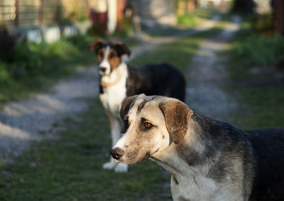 Two dogs on a rural street in the rays of the setting sun