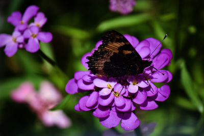 Close-up of butterfly pollinating on pink flower