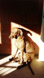 Dog sitting on floor