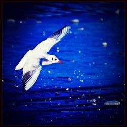 Seagulls in sea