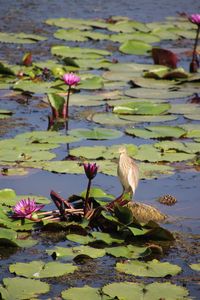 Lotus water lily in lake