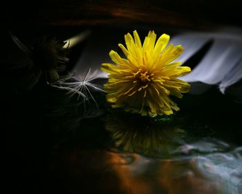 Close-up of yellow flowers blooming outdoors