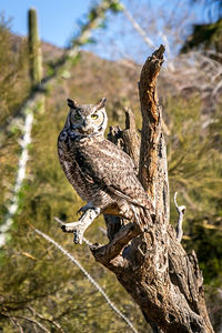 Close-up of owl perching on tree