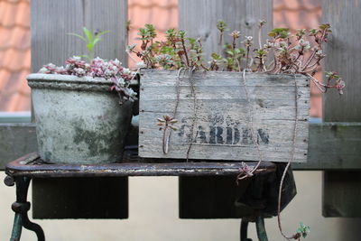 Close-up of potted plant on table