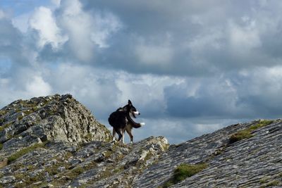 Horse standing on rock against sky