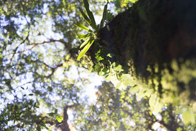 Low angle view of insect on tree