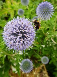 Close-up of bee on purple flower