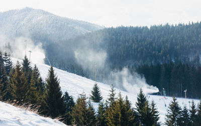 Panoramic view of pine trees on snowcapped mountains against sky