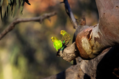 Couple of budgerigars perching on a a branch in the afternoon light, kings canyon