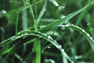 Close-up of water drops on grass