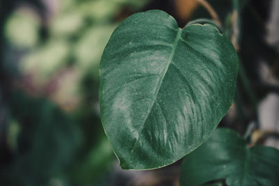 Close-up of green leaf