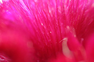 Extreme close-up of pink flower