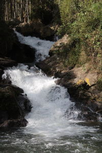 Scenic view of waterfall in forest