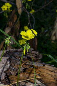 Close-up of yellow flowering plant on field