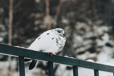 Close-up of bird perching on railing