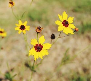 Close-up of yellow flower