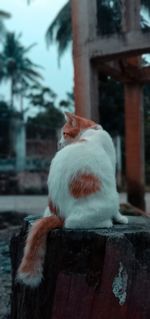 Close-up of a cat looking away