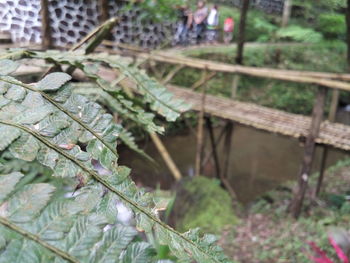 Close-up of leaf