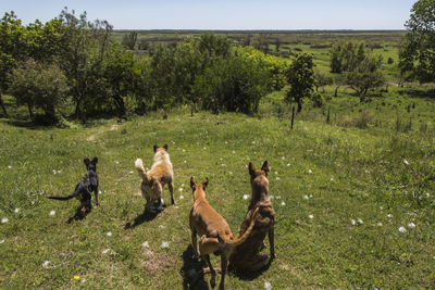 Dogs in a field