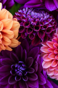 Close-up of purple flowers