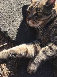 Close-up of cat sitting outdoors