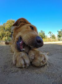 Close-up of dog against clear sky